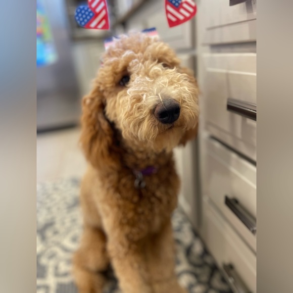 Meet your Posher, Lily - Picture 2 of 3